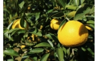 【訳あり】井村農園の小夏（５kg）日向夏 みかん 柑橘 フルーツ こなつ ﾆｭｰｻﾏｰｵﾚﾝｼﾞ 先行予約【R00221】