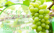 《 数量限定 》 【 令和6年産 】 シャインマスカット 1.8kg 3 ～ 4房 ぶどう〔  9月中旬 ～ 下旬頃お届け 〕 2024年産 農家直送 産地直送