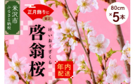 《 先行予約 》 【 年内発送 / 数量限定 】 啓翁桜 ( けいおうざくら ) 80cm × 5本 花 生花 枝花