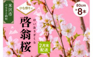 《 先行予約 》 【 ひなまつり用 / 数量限定 】 啓翁桜 ( けいおうざくら ) 80cm × 8本 花 生花 枝花