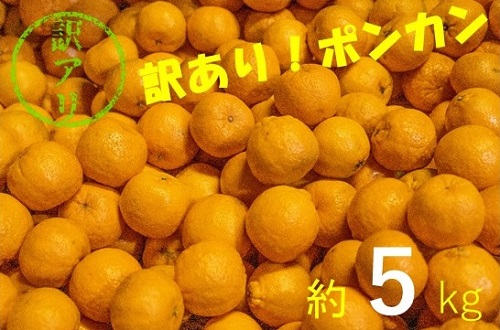 訳あり柑橘「ぽんかん」５kg（オレンジ園）デコポンの親 みかん 柑橘 フルーツ【L-54】