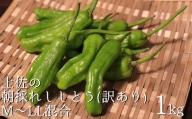 訳あり土佐のししとう１kg（サイズ混合）野菜炒め 天ぷら 夏野菜 【R00046】