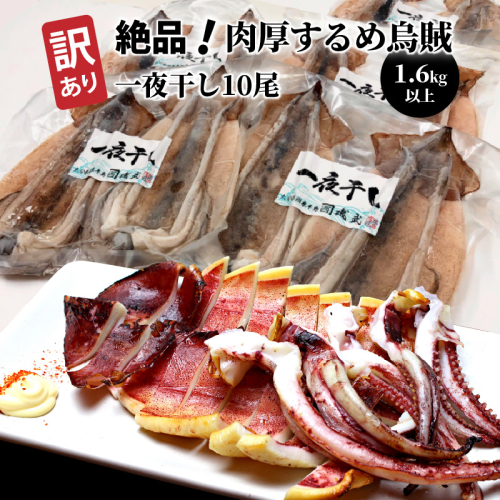 【訳あり】絶品！肉厚するめ烏賊一夜干したっぷり10尾（1.6kg以上） _1836R 132224 - 大分県国東市