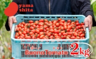ミニトマト 2kg アイコ トマト ボーノトマト 農家直送 サラダ 【 とまと ふるーつとまと トマト とまと tomato 美味しい 甘い 野菜 】