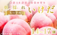 【 先行予約 】 桃 もも いけだ 14～17個 《7月中旬～発送》 果物 フルーツ 朝採れ 糖度 15 以上 徳島県 阿波市