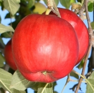 りんご【紅玉】20～28玉（約4.5kg）【2023年産・先行予約】