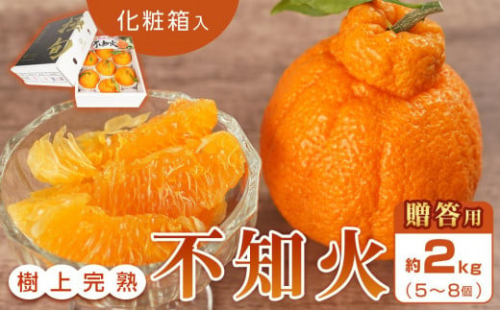 【贈答用化粧箱入】 不知火 樹上完熟 約2kg （5～8個入）【2025年2月中旬頃から発送】【KG10】 1327224 - 和歌山県那智勝浦町