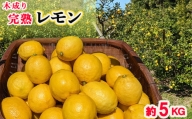 木成り完熟 レモン 家庭用 5kg｜訳あり 檸檬 旬 わけあり 訳あり 甘い 柑橘 果物 フルーツ 糖度 愛媛 松山