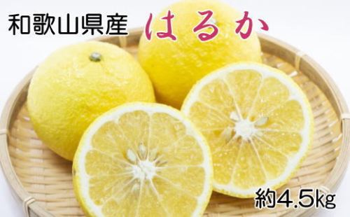 【さわやか柑橘】和歌山県産はるかみかん約4.5kg（サイズ混合　秀品）※2025年2月下旬～3月下旬頃に順次発送予定 1327321 - 和歌山県美浜町