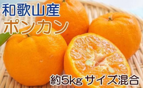 和歌山産ポンカン約5kg（サイズ混合・秀優品）★2025年2月初旬頃より順次出荷【TM136】 1327404 - 和歌山県那智勝浦町