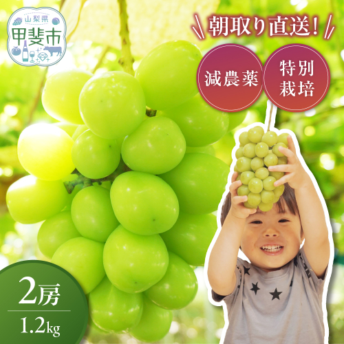 【来年（2026年/令和8年）発送＜先行予約＞】減農薬シャインマスカット1.2kg／2房　人気　おすすめ　国産　贈答　ギフト　お取り寄せ　　山梨県産　産地直送　フルーツ　果物　くだもの　ぶどう　ブドウ　葡萄　シャイン　シャインマスカット　新鮮　CF-2 1327913 - 山梨県甲斐市
