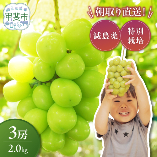 【来年（2026年/令和8年）発送＜先行予約＞】減農薬シャインマスカット2.0kg／3房　人気　おすすめ　国産　贈答　ギフト　お取り寄せ　　山梨県産　産地直送　フルーツ　果物　くだもの　ぶどう　ブドウ　葡萄　シャイン　シャインマスカット　新鮮　CF-4 1328231 - 山梨県甲斐市