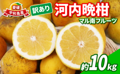 訳あり 河内晩柑 10kg マル南フルーツ 先行予約 宇和ゴールド 夏文旦 晩柑 かわちばんかん 和製 グレープフルーツ 果物 くだもの 愛媛みかん 愛媛ミカン 愛媛蜜柑 愛媛県産 訳アリ 訳あり品 訳有り わけあり フルーツ 爽やか 柑橘 酸味 初夏 の みかん 数量限定 産地直送 国産 愛媛 宇和島 B010-106025