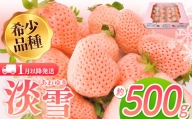 【1月以降発送】淡雪 約500g ｜ フルーツ 果物 いちご 淡雪 熊本 玉名