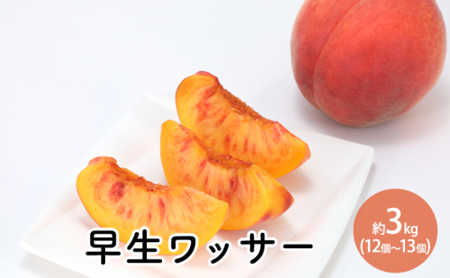 早生ワッサー約3kg（12個～13個）  1330136 - 長野県長野市