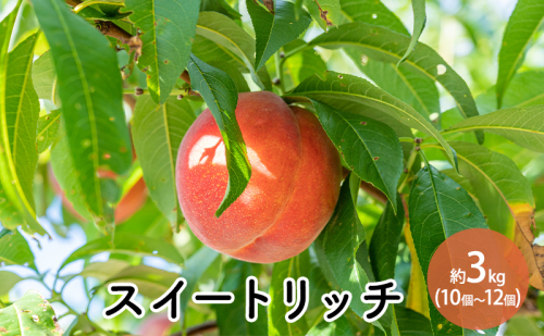 スイートリッチ（中生ワッサー）約3kg 10個～12個  1330137 - 長野県長野市