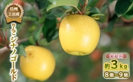 りんご 信州上田産 シナノゴールド 家庭用 約3kg 8～9個 林檎 リンゴ 3kg しなのゴールド 果物 くだもの フルーツ デザート 旬の果物 旬のフルーツ 傷 長野県 長野