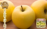りんご 信州上田産 シナノゴールド 家庭用 約5kg 12～16個 林檎 リンゴ 5kg しなのゴールド 果物 くだもの フルーツ デザート 旬の果物 旬のフルーツ 傷 長野県 長野