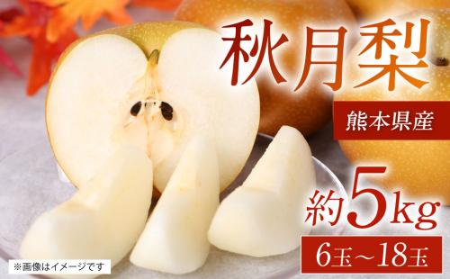 【先行予約】 熊本県産 秋月梨 サイズミックス 約5kg 6玉～18玉 【2025年8月下旬より順次発送】 1332469 - 熊本県八代市