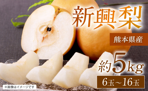 【先行予約】 熊本県産 新興梨 サイズミックス 約5kg 6玉～16玉 【2025年9月下旬より順次発送】 1332472 - 熊本県八代市