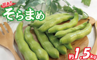 【期間限定】 訳あり そら豆 約1.5kg ( 訳あり 野菜 ソラマメ そらまめ 旬の野菜 松山 愛媛県 )