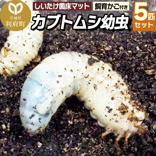 宮城県利府町産 カブトムシ幼虫5匹セット 1333197 - 宮城県利府町