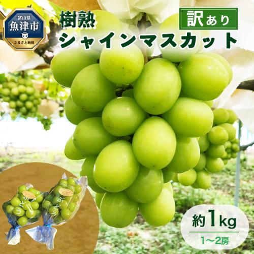 訳あり シャインマスカット 約1kg 樹熟 1～2房 ｜ 富山県産 マスカット ぶどう ブドウ 葡萄 ※北海道・沖縄・離島への配送不可 ※2025年10月上旬～12月下旬頃に順次発送予定 1334497 - 富山県魚津市