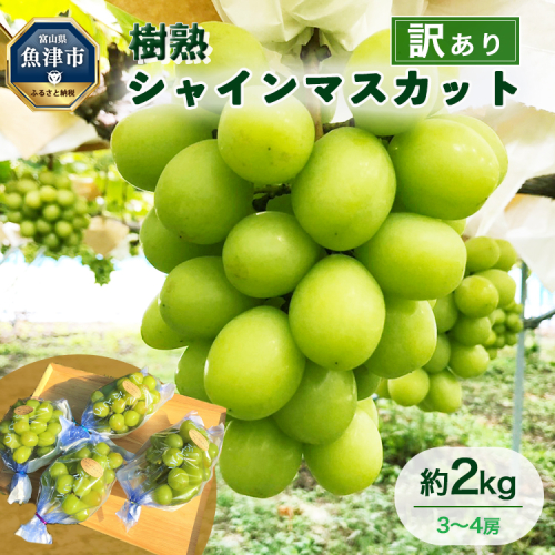 訳あり シャインマスカット 約2kg 樹熟 3～4房 ｜ 富山県産 マスカット ぶどう ブドウ 葡萄 ※北海道・沖縄・離島への配送不可 ※2025年10月上旬～12月下旬頃に順次発送予定 1334498 - 富山県魚津市