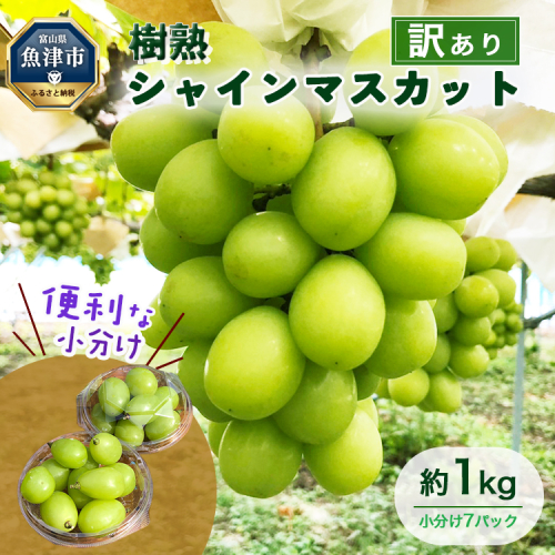 訳あり シャインマスカット 約1kg ｜ 樹熟 粒 7パック 富山県産 マスカット ぶどう ブドウ 葡萄 ※北海道・沖縄・離島への配送不可 ※2025年10月上旬～12月下旬頃に順次発送予定 1334499 - 富山県魚津市