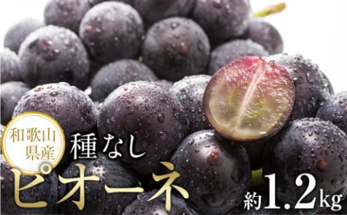 【新鮮・産直】和歌山かつらぎ町産たねなしピオーネ約1.2kg★2025年8月中旬頃より順次発送【TM126】 1334778 - 和歌山県上富田町