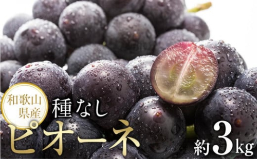 【新鮮・産直】和歌山かつらぎ町産たねなしピオーネ約3kg★2026年8月中旬頃より順次発送【TM127】 1334779 - 和歌山県上富田町