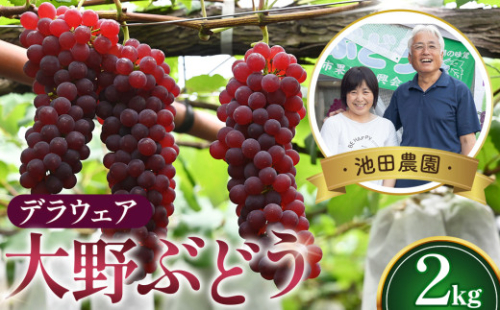 【人気につき100セット限定】池田農園の大野ぶどう（デラウェア）約2kg ／ デラウェア ぶどう 大野ぶどう 種なしぶどう 甘いぶどう 高糖度 渋み少ない 新鮮 果物 フルーツ 産地直送 家庭用 ギフト 夏の果物 大阪府 特産品 No.250