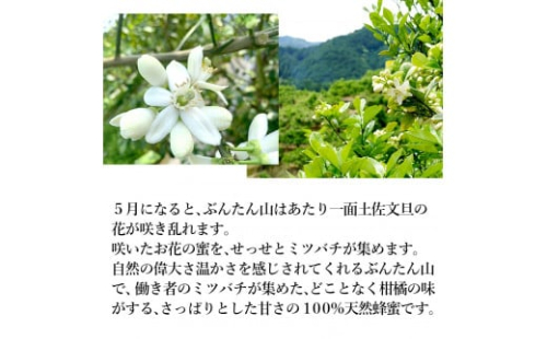 爽やかな香り広がる100%天然蜂蜜 ぶんたん山の蜂蜜　360g 2本入り はちみつ ハチミツ 高知県産 国産 天然はちみつ 土佐 高知 【白木果樹園】