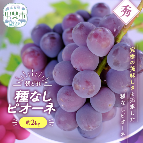 【先行予約2026年/令和8年発送分】種なしピオーネ　約2kg　人気　おすすめ　国産　贈答　ギフト　お取り寄せ　　山梨県産　産地直送　フルーツ　果物　くだもの　ぶどう　ブドウ　葡萄　ピオーネ　新鮮 1335953 - 山梨県甲斐市