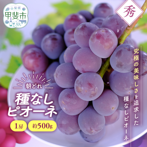 【先行予約2026年/令和8年発送分】種なしピオーネ1房　約500g　人気　おすすめ　国産　贈答　ギフト　お取り寄せ　　山梨県産　産地直送　フルーツ　果物　くだもの　ぶどう　ブドウ　葡萄　ピオーネ　新鮮 1335954 - 山梨県甲斐市