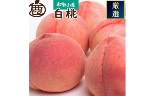 ［先行予約］和歌山の厳選白桃 約4kg［白鳳・清水白桃・川中島・もも・はくとう］［化粧箱入り］［IKE18］ 1337748 - 和歌山県九度山町
