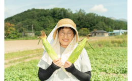【オンライン決済限定】【8月上旬〜9月上旬までのお届け】濃厚な甘みのホワイトとうもろこし「ホイップコーン」と旨みがあふれるイエローコーン「恵味」を北海道伊達市からお届け！■話題の白いトウモロコシすべて