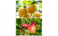【024-07】【定期便全２回】信州の梨＆りんご　品種おまかせ　約3キロ（9月：梨、11月：りんご）