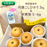 【予約受付】特別栽培米丹後こしひかり3kg＆新興梨5～6個（2026年10月上旬～発送）