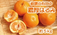 和歌山有田の濃厚はるみ　約5kg (Lサイズ)※2025年1月下旬～2月中旬順次発送予定/みかん 蜜柑 フルーツ 果物