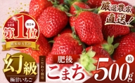 イチゴ 生産量 西 日本一 ‼ 厳選農家直送 いちご 肥後こまち 約 500g | フルーツ 果物 くだもの 苺 いちご 熊本県 玉名市