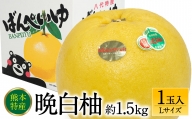【先行予約】 晩白柚Lサイズ 1玉入り 約1.5kg 【2024年12月中旬より順次発送】
