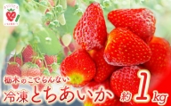 BV04 栃木のこでらんない冷凍イチゴ（とちあいか）　｜  とちあいか いちご イチゴ 高糖度 酸味が少ない 甘味が強い 完熟 栃木県 日本一
