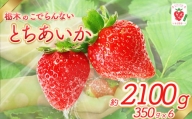 BV03 栃木のこでらんないイチゴ（とちあいか）　｜とちあいか イチゴ いちご 高糖度 酸味が少ない 完熟 甘味が強い 栃木県 日本一
