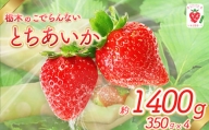 BV02 栃木のこでらんないイチゴ（とちあいか）　| とちあいか いちご イチゴ 完熟 高糖度 甘い 酸味が少ない 栃木県 日本一