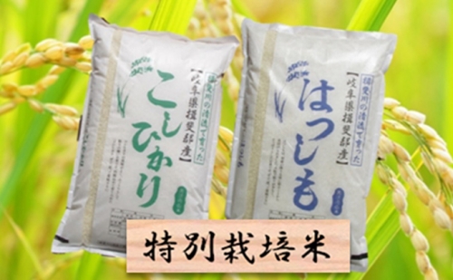 令和3年産 特別栽培米★白米4kg【ハツシモ・コシヒカリ】