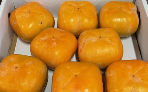 大玉サイズ 平たねなし柿「クイーンパーシモン」約4kg （10玉～12玉おまかせ）★2025年10月中旬頃より順次発送［TM86］ 1342276 - 和歌山県那智勝浦町