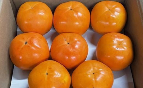 富有柿の新品種「紀州てまり」約7.5kg（22玉～32玉おまかせ）★2025年11月上旬頃より順次発送［TM87］ 1342278 - 和歌山県那智勝浦町
