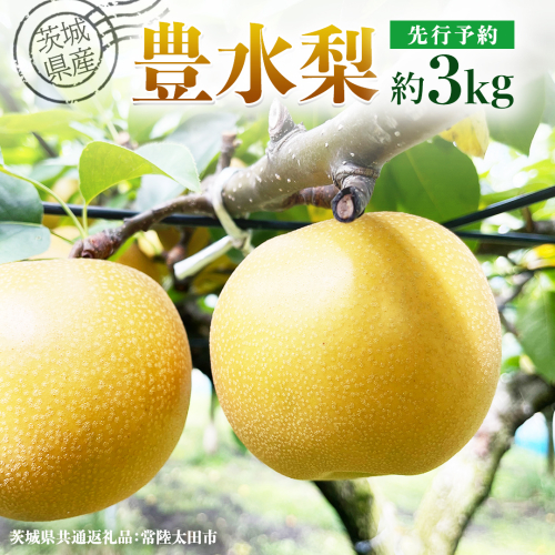 【 先行予約 】茨城県産 梨 豊水 約3kg 7玉～9玉 ( 茨城県共通返礼品 : 常陸太田市 )【 2025年 9月上旬頃より発送 】 フルーツ 果物 国産 日本産 梨 ナシ なし 和梨 期間限定 数量限定 1342327 - 茨城県牛久市