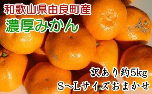 【訳あり・ご家庭用】和歌山由良町産のみかん約5kg（サイズおまかせ） ★2025年11月下旬頃より順次発送［TM91］ 1342328 - 和歌山県那智勝浦町